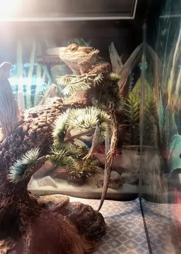 A spikey-skinned bearded dragon lizard inside an enclosure hanging precariously from a small tree. The lower body and legs dangle straight down in a strange, comical fashion. 