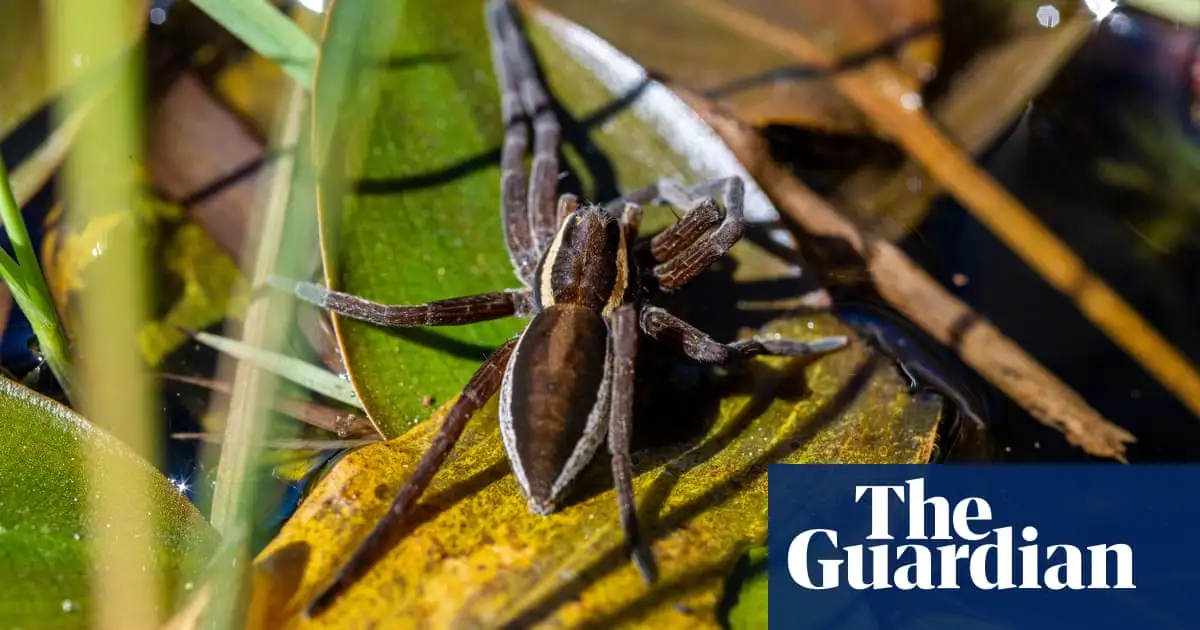 Giant spiders that can grow to size of human hand thriving in the UK