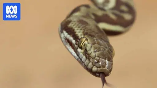 Reality TV personality wrangles snake on a plane, delaying Virgin flight