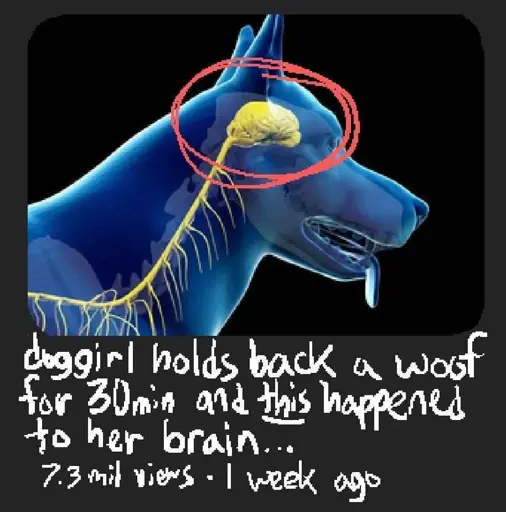 <image of dog with brain marked yellow, circled with red> doggirl holds back a woof for 30 min and this happened to her brain 7.2 mil view . 1 week ago