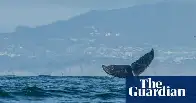 Humpback whales back in Britain, with rise in sightings from Kent to Isles of Scilly