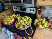 Apple Harvest