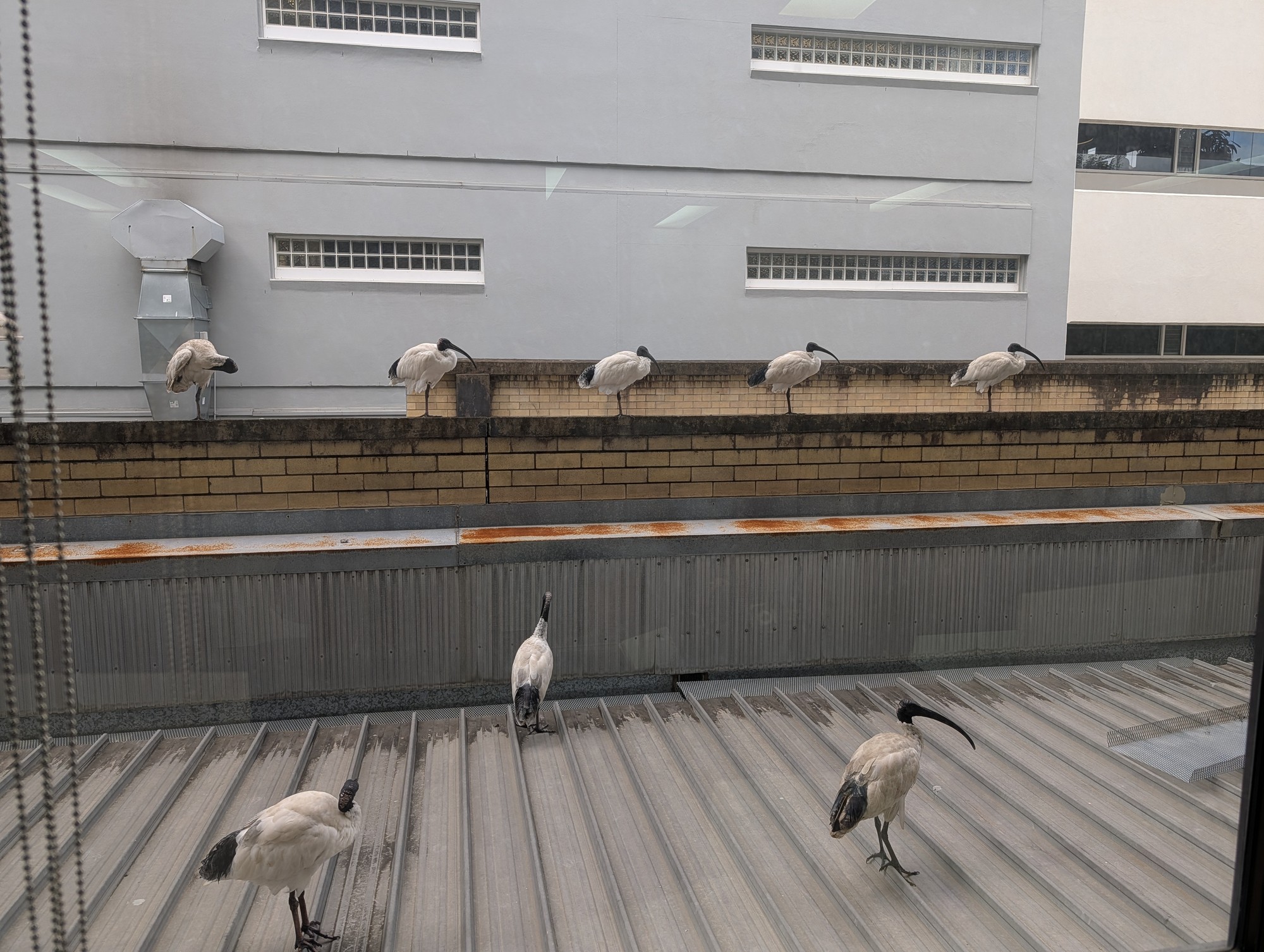 A photo of a number of ibis lined up along a wall, all roughly equally-spaced. The rearmost one is preening itself. 3 more ibis stand in a triangle closer to the camera.