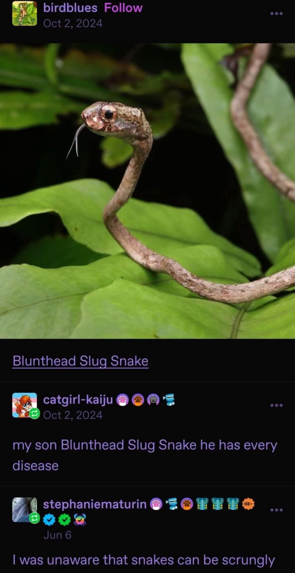 Tumblr post by birdblues of a Blunthead Slug Snake, a small slim snake with its tongue out and looks much like a very wonky stick. First reply by catgirl-kaiju: "my son Blunthead Slug Snake he has every disease. Second reply by stephaniematurin: "I was unaware that snakes can be scrungly".