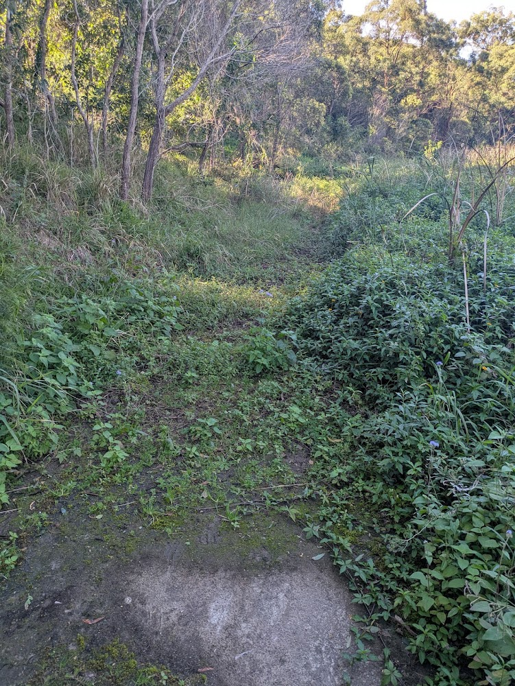 A concrete path entirely overrun by mud and plants, so that past the first metre of the photo it cannot be seen at all.
