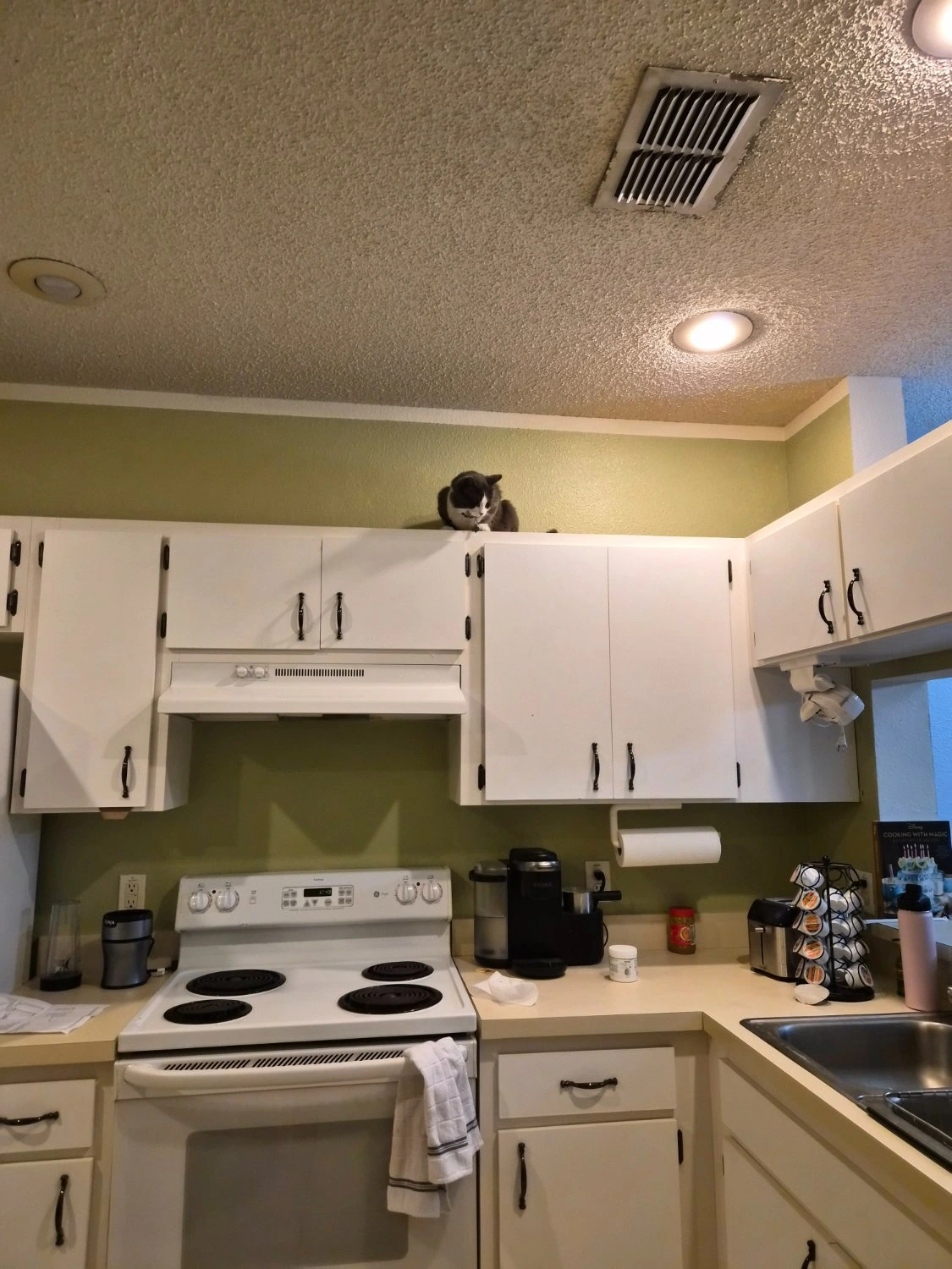 After a few weeks, Lester has gotten more comfortable to explore high places in my home lol