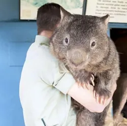 Quokka3